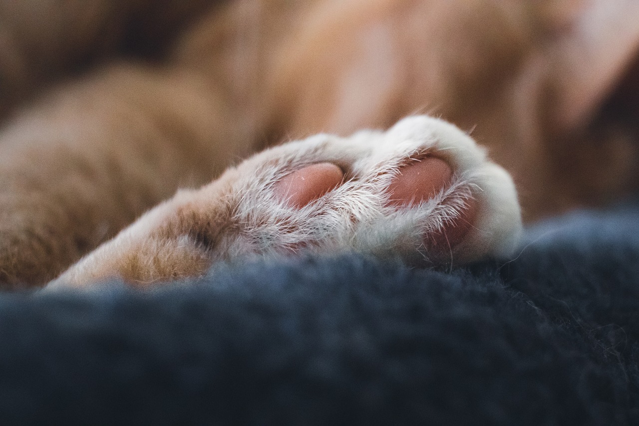 How to help our pet with better sleep