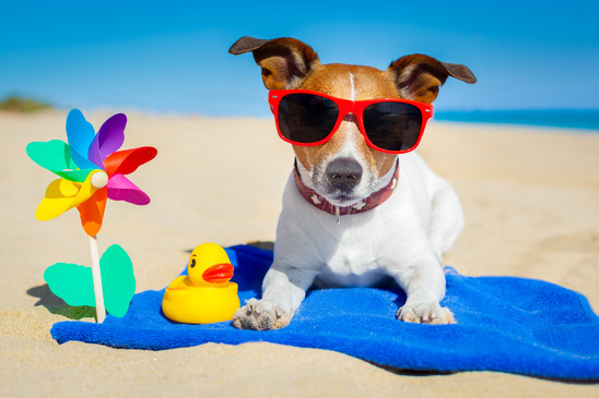 Surviving the Heat Wave: Essential Tips to Protect Your Dog