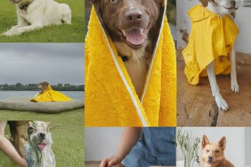 Keeping Your Pup Happy and Healthy During the Monsoon Season